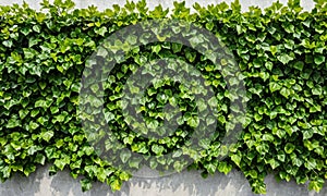 A wall with green plants growing on it.