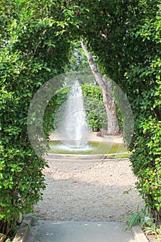 Wall of green tree and fountain