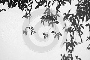 Wall grunge white concrete with sunlight, shadow of black,gery leaves background. Dirty,dust wall concrete texture and space for