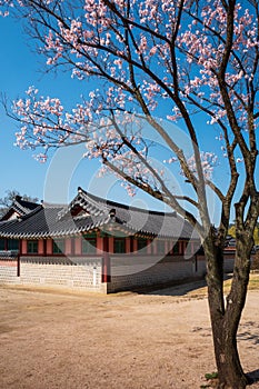 A wall in Gyeongbokgung Palace with Cherry blossoms, Seoul, South Korea. Vertical view