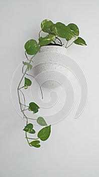 Wall hanging money plant