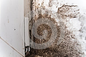 The wall of the house is affected by fungus and mold. Black fungus on the wall near the plastic window