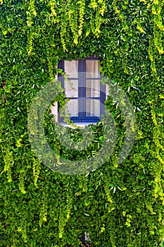 Wall of a house with window covered with ivy