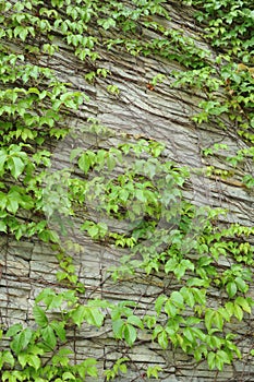 Wall of ivy