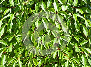 Wall with ivy as a background