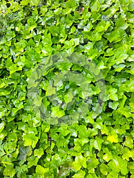 Wall of Ivy