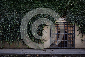 Wall and ivy