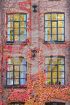 Wall, Ivy and Windows
