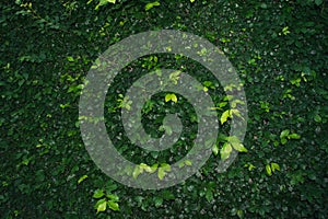 Wall leaves background