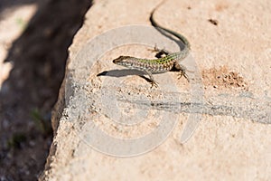 Wall lizard in Comino, Malta