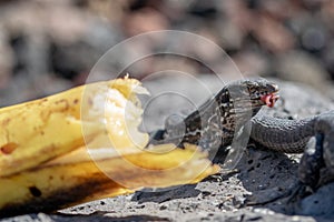 Wall lizard gallotia galloti palmae eating a discarded banana with volcanic landscape rock in the background. La Palma Island,