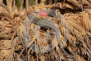 A wall lizard (Podarcis) clambers on dry palm fronds and suns itself in Italy. The reptile is striped green and black