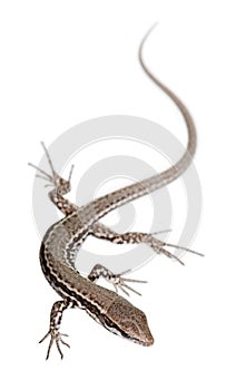 Wall lizard, Podarcis muralis