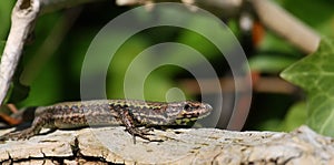 Wall Lizard Podarcis muralis