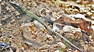 Wall Lizard Podarcis muralis