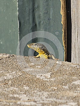 Wall lizard (Podarcis muralis) perched atop a sandy surface