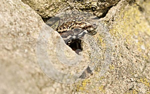 A Wall Lizard Podarcis muralis poking its head out of a stone wall.