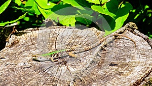 wall lizard Podarcis muralis standing in the sun on a sectioned tree trunk. about 15Ã¢â¬â20 cm long on average including tail