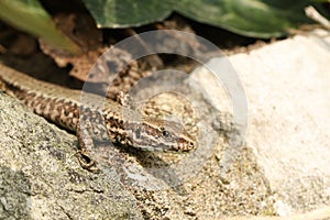 A Wall Lizard Podarcis muralis sunbathing on a stone wall.