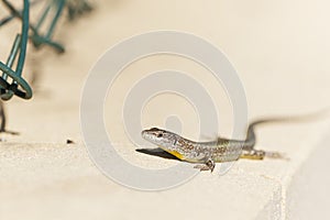 Wall lizard