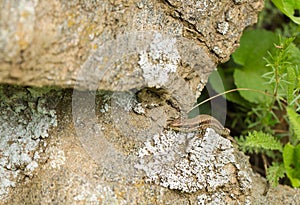 Wall Lizard on a rock