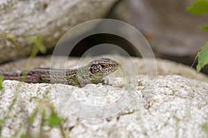 Wall lizard sitting on a rock
