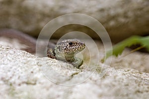 Wall lizard sitting on a rock