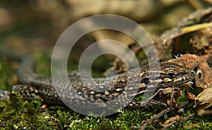 Wall lizard on a stone in nature