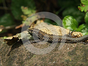 Wall lizard on a stone in nature