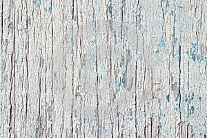 The wall is made of blue wooden boards with cracks. Old peeling paint. Background, texture for the design