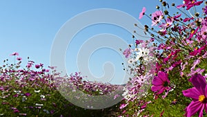 wall made of cosmos flowers