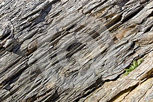 Wall of metamorphic rock