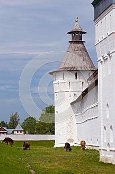 Wall monastery and cows