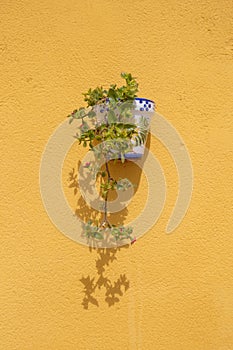 Wall mounted flowerpot.