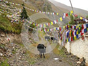 Wall of Muktinath temple and little cows, Nepal