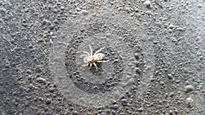 Small spider