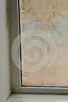 the wall near the window was covered with mold