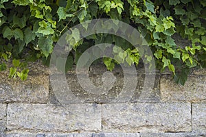 Wall of old bricks of different shapes with ivy