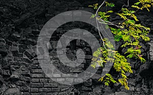 The wall of the old castle palace is dull in color with a green branch from a tree. Beautiful background or texture