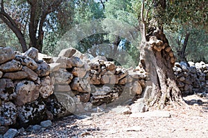 The wall and olive tree