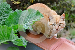 On the wall an orange cat Felis Catus watching photo