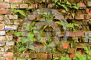 Wall overgrown, ancient brick wall, background, texture, old dilapidated brick wall overgrown with grass