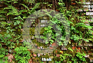 Wall overgrown, ancient brick wall, background, texture, old dilapidated brick wall overgrown with grass