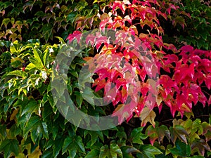 Wall overgrown with colorful red and green ivy leaves