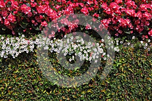 Wall, overgrown with flowers