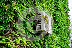 Wall overgrown with grapes 05