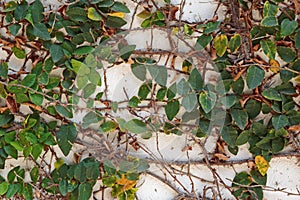 Wall overgrown with ivy