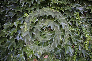 Wall overgrown with leafs