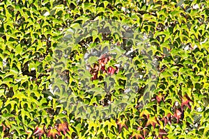 Wall overgrown by red ivy in autumn