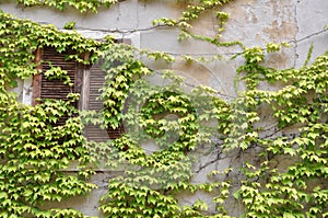 Wall overgrown with wine